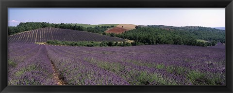 Framed Lavenders Growing In A Field, Provence, France Print