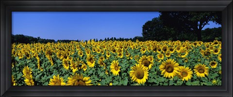 Framed Sunflowers In A Field, Provence, France Print