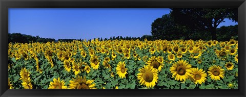 Framed Sunflowers In A Field, Provence, France Print