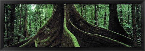 Framed Roots of a giant tree, Daintree National Park, Queensland, Australia Print