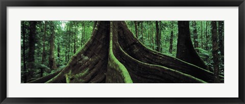 Framed Roots of a giant tree, Daintree National Park, Queensland, Australia Print