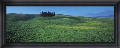 Framed Cypress Trees In A Field, Tuscany, Italy Print