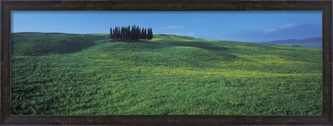 Framed Cypress Trees In A Field, Tuscany, Italy Print