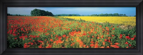 Framed Flowers in a field, Bath, England Print