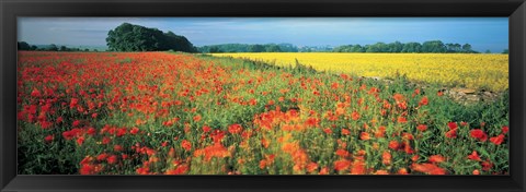 Framed Flowers in a field, Bath, England Print