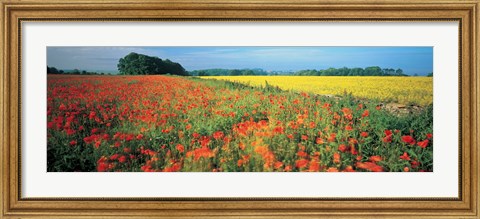 Framed Flowers in a field, Bath, England Print