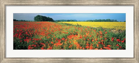 Framed Flowers in a field, Bath, England Print