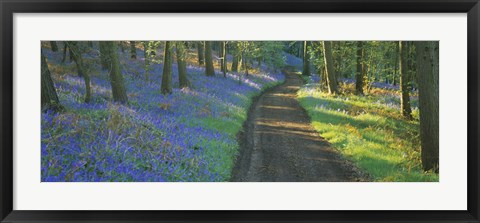 Framed Bluebell flowers along a dirt road in a forest, Gloucestershire, England Print