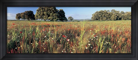 Framed Wild flowers in a field, Andalucia, Spain Print