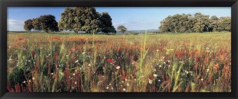 Framed Wild flowers in a field, Andalucia, Spain Print