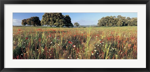Framed Wild flowers in a field, Andalucia, Spain Print