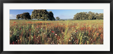 Framed Wild flowers in a field, Andalucia, Spain Print