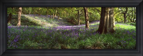 Framed Bluebells In A Forest, Newton Wood, Texas, USA Print