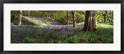 Framed Bluebells In A Forest, Newton Wood, Texas, USA Print