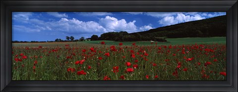 Framed Flowers On A Field, Staxton, North Yorkshire, England, United Kingdom Print