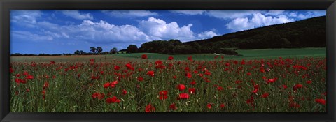 Framed Flowers On A Field, Staxton, North Yorkshire, England, United Kingdom Print