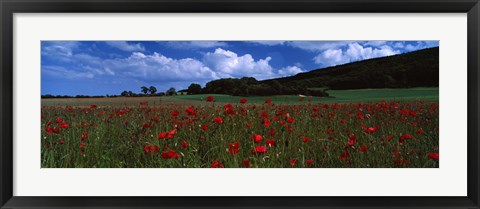 Framed Flowers On A Field, Staxton, North Yorkshire, England, United Kingdom Print