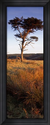 Framed Tree On A Landscape, Golden Hour, Helwath Plantation, Scarborough, North Yorkshire, England, United Kingdom Print