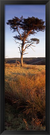 Framed Tree On A Landscape, Golden Hour, Helwath Plantation, Scarborough, North Yorkshire, England, United Kingdom Print