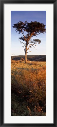 Framed Tree On A Landscape, Golden Hour, Helwath Plantation, Scarborough, North Yorkshire, England, United Kingdom Print