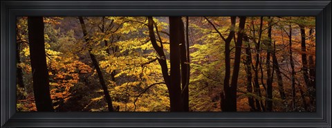 Framed Mid Section View Of Trees, Littlebeck, North Yorkshire, England, United Kingdom Print