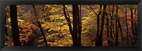 Framed Mid Section View Of Trees, Littlebeck, North Yorkshire, England, United Kingdom Print