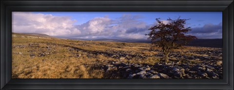 Framed Tree On A Landscape, Limestone, North York Moors, Yorkshire, England, United Kingdom Print