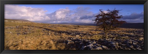 Framed Tree On A Landscape, Limestone, North York Moors, Yorkshire, England, United Kingdom Print