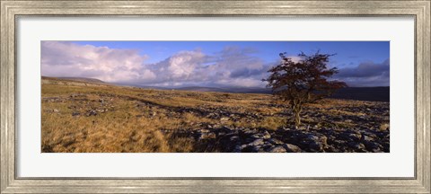 Framed Tree On A Landscape, Limestone, North York Moors, Yorkshire, England, United Kingdom Print