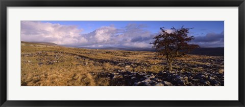 Framed Tree On A Landscape, Limestone, North York Moors, Yorkshire, England, United Kingdom Print