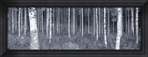 Framed Birch Trees In A Forest, Finland Print