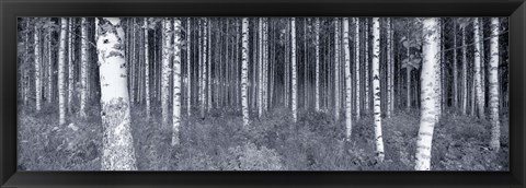 Framed Birch Trees In A Forest, Finland Print