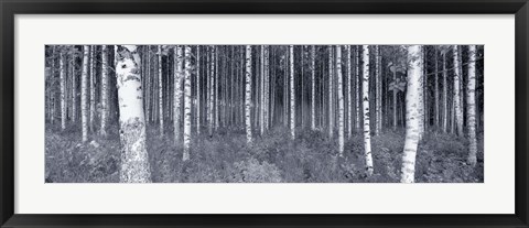 Framed Birch Trees In A Forest, Finland Print