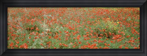Framed Poppies growing in a field, Sicily, Italy Print