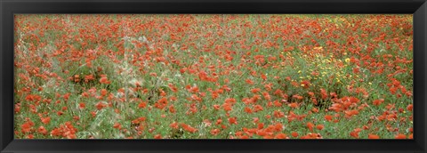 Framed Poppies growing in a field, Sicily, Italy Print