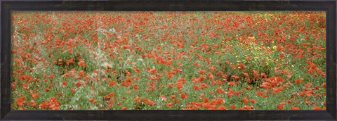 Framed Poppies growing in a field, Sicily, Italy Print