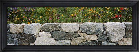 Framed Wildflowers growing near a stone wall, Fidalgo Island, Skagit County, Washington State, USA Print