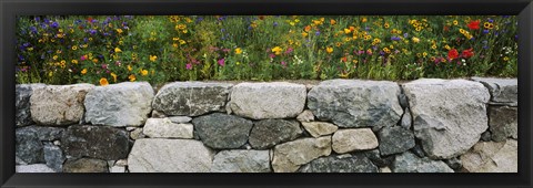 Framed Wildflowers growing near a stone wall, Fidalgo Island, Skagit County, Washington State, USA Print