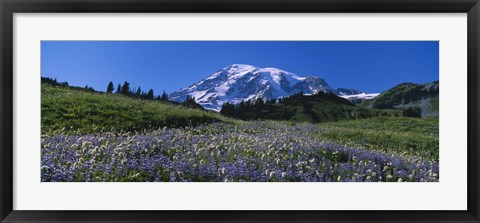 Framed Wildflowers On A Landscape, Mt Rainier National Park, Washington State, USA Print