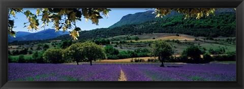 Framed Mountain behind a lavender field, Provence, France Print