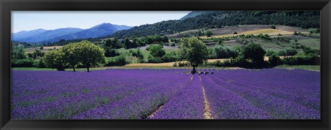 Framed Lavender Field, Provence, France Print