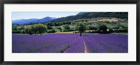 Framed Lavender Field, Provence, France Print