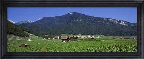 Framed High Angle View Of A Vineyard, Valais, Switzerland Print