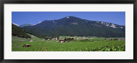 Framed High Angle View Of A Vineyard, Valais, Switzerland Print