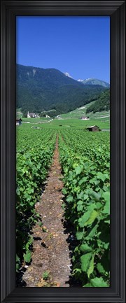 Framed Path In A Vineyard, Valais, Switzerland Print