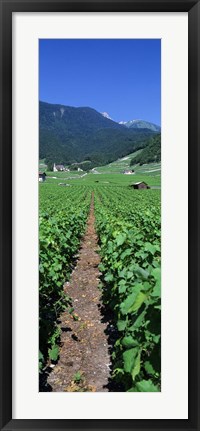 Framed Path In A Vineyard, Valais, Switzerland Print