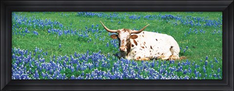 Framed Texas Longhorn Cow Sitting On A Field, Hill County, Texas, USA Print