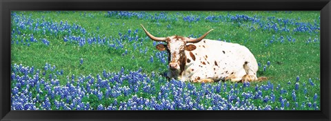 Framed Texas Longhorn Cow Sitting On A Field, Hill County, Texas, USA Print