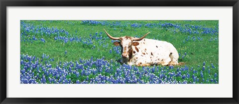 Framed Texas Longhorn Cow Sitting On A Field, Hill County, Texas, USA Print
