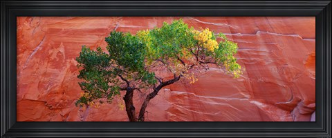 Framed Low Angle View Of A Cottonwood Tree In Front Of A Sandstone Wall, Escalante National Monument, Utah, USA Print